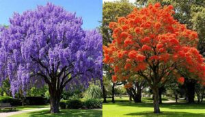 Jacaranda e flamboyant: come distinguere questi due alberi dalla fioritura spettacolare