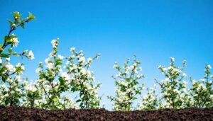 Bisogna concimare gli alberi da frutto in inverno per raccogliere il massimo in primavera ed estate?