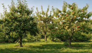 Potare questi 3 alberi da frutto adesso garantisce un raccolto migliore quest’estate