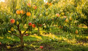 Stanchi di aspettare 10 anni? Questi alberi da frutto a crescita record trasformano il giardino in frutteto express