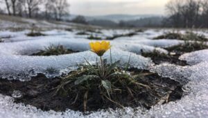 Prima che i bucaneve sboccino: un fiore giallo annuncia già la fine dell’inverno